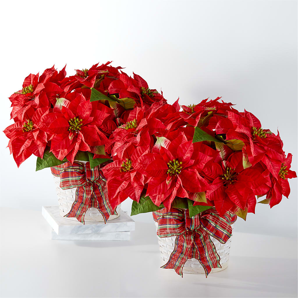 Happiest Holidays Poinsettia Bundle – Floral Insight, Houston TX